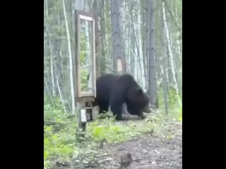 bear